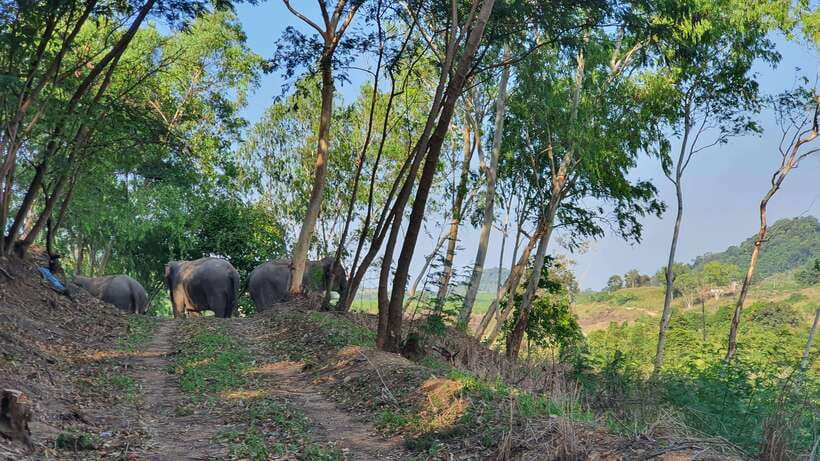 From Bangkok: Living Green Elephant Sanctuary Day Trip - The briefing, local meal, and the rules that protect elephants
