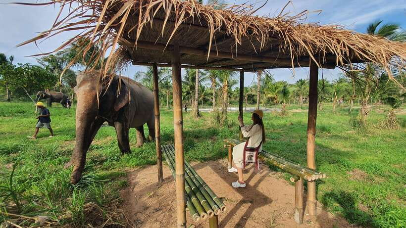 From Bangkok: Living Green Elephant Sanctuary Day Trip - Hand-feeding and walking alongside: close, but not chaotic