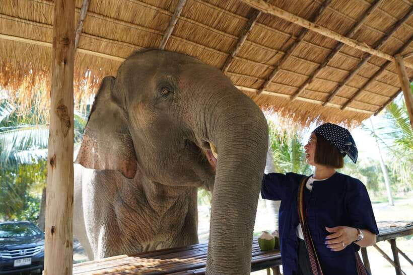 From Bangkok: Living Green Elephant Sanctuary Day Trip - Elephant bathing: mud, water, and what to expect if you join in