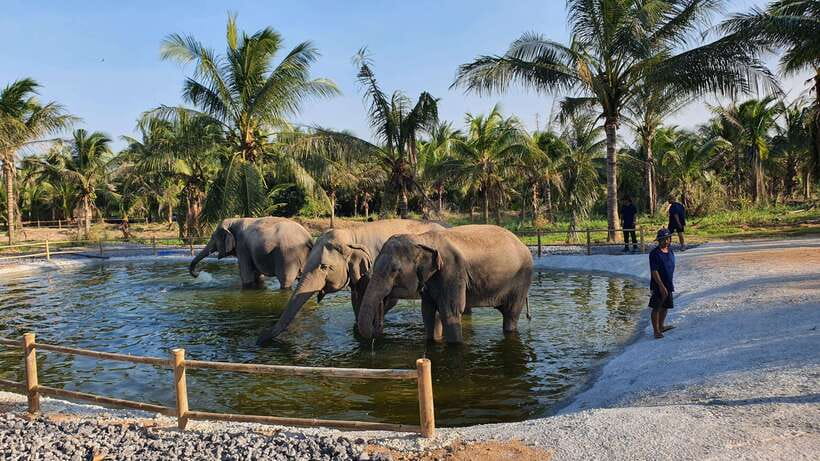 From Bangkok: Living Green Elephant Sanctuary Day Trip - Price and value: what $57 buys you in the real world
