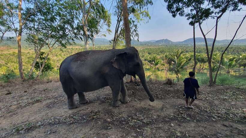 From Bangkok: Living Green Elephant Sanctuary Day Trip - Who this fits well, and who should skip
