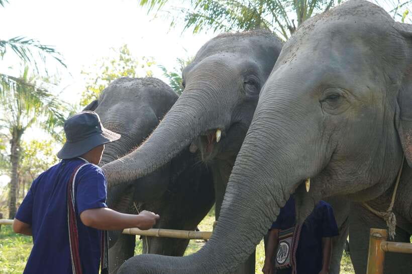 From Bangkok: Living Green Elephant Sanctuary Day Trip - Mo Hom clothing, before you step into elephant territory