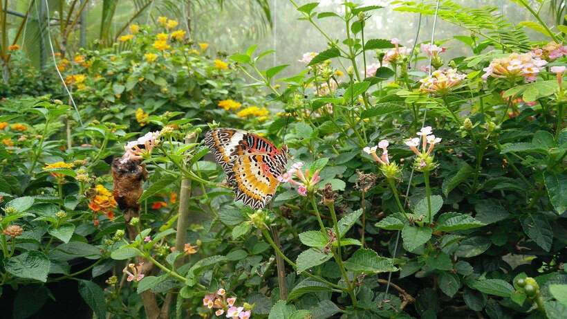 From Chiang Mai: Chiang Dao Cave & 5 Hill Tribe Villages - FAQ