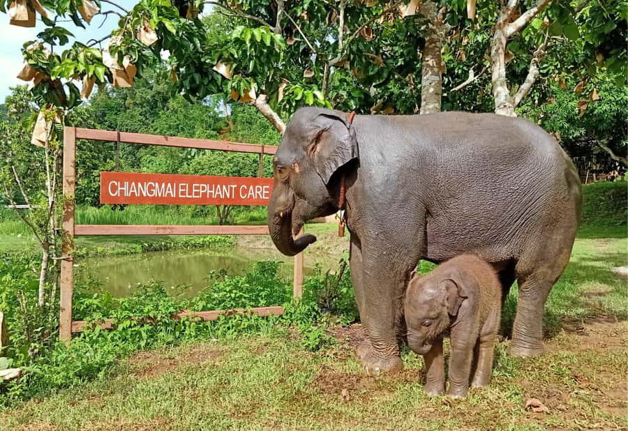 From Chiang Mai: Chiang Mai Elephant Care Morning Program - Should you book this morning elephant care experience?