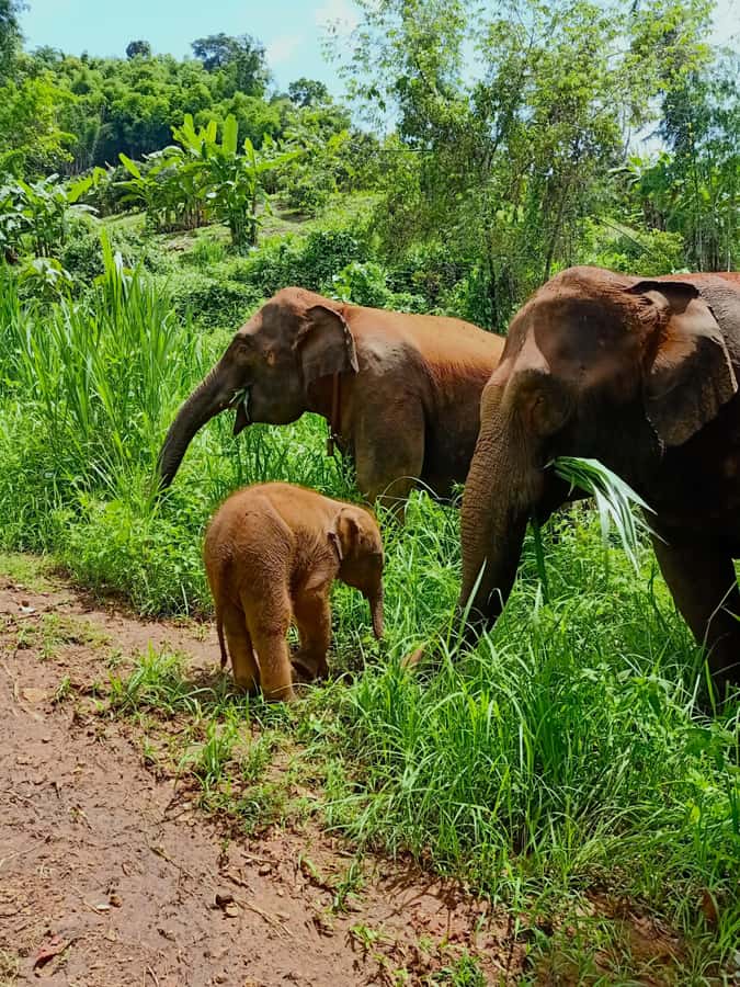 From Chiang Mai: Chiang Mai Elephant Care Morning Program - Uniforms, safety rules, and how you interact humanely