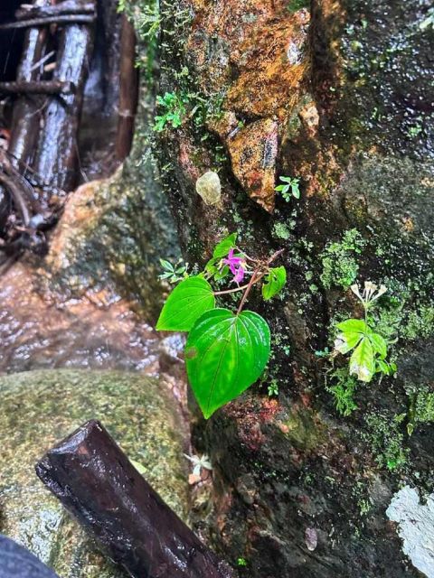 From Chiang Mai: Doi Saket Hiking Tour with Lunch - Lunch in the Jungle: Food, Fruit, and Plant Stories