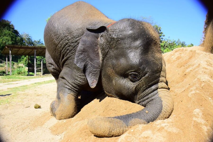 From Chiang Mai: Elephant Care Program and Nursery Tour - Feeding Time and Elephant Behavior: What You Learn From the Carers