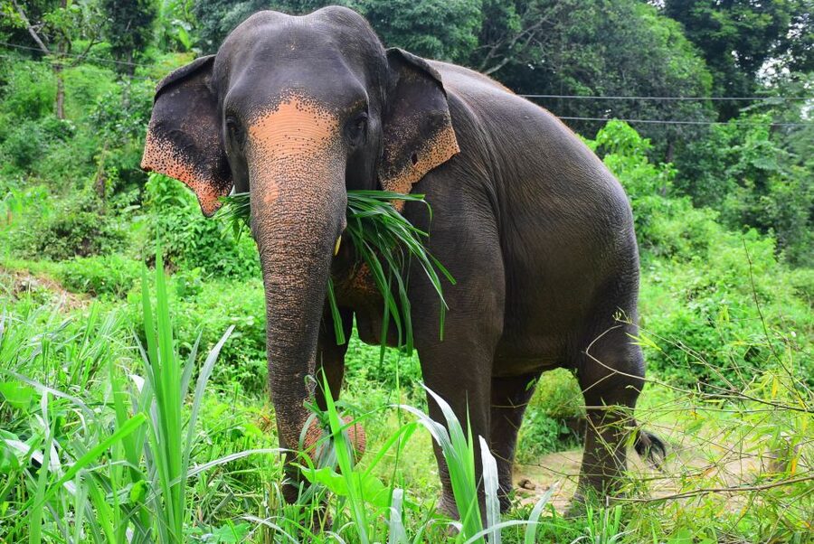 From Chiang Mai: Elephant Care Program and Nursery Tour - Pickup in Chiang Mai, Ride to Mae Tang, and What Happens After You Change