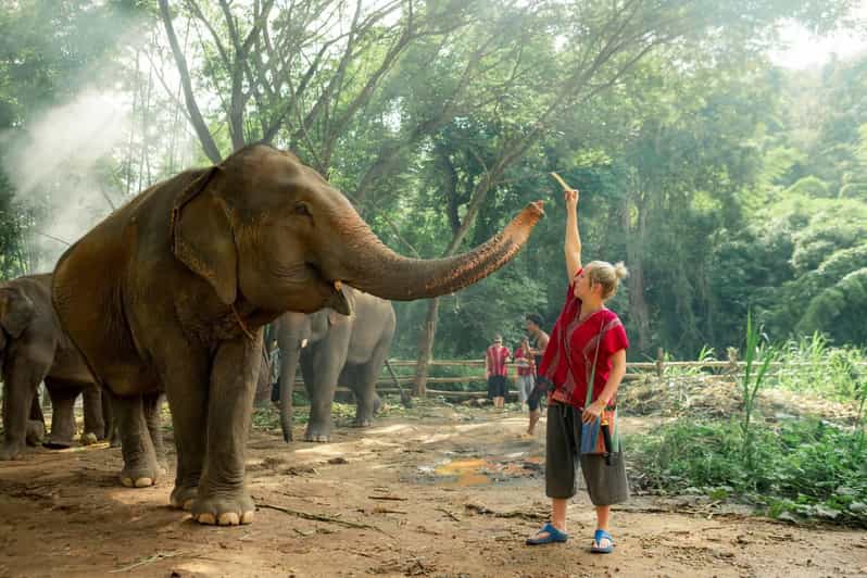 From Chiang Mai: Kerchor Eco Elephant Park Tour - Key things I’d circle before you book
