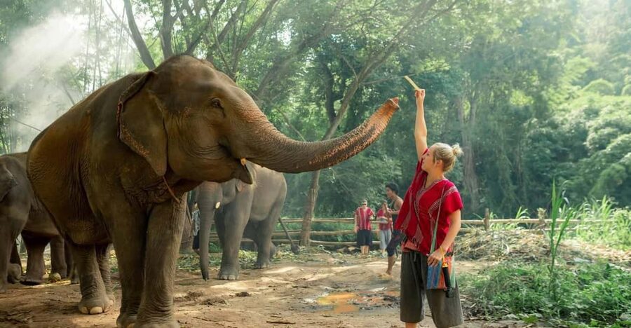 From Chiang Mai: Kerchor Eco Elephant Park Tour - Feeding baby elephants, making a connection, and snapping better photos