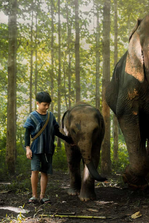 From Chiang Mai: Kerchor Eco Elephant Park Tour - Walking with the elephants, muddy water play, and bathing in the stream