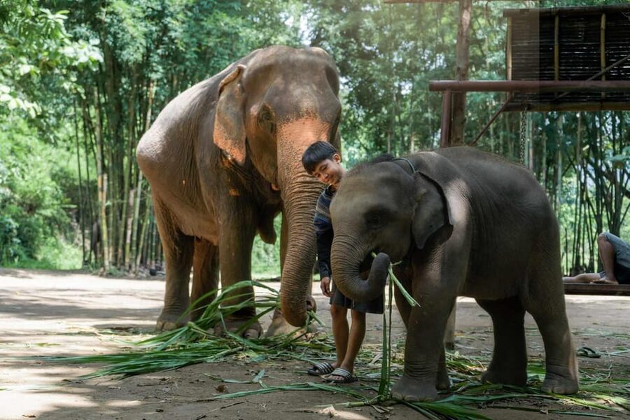 From Chiang Mai: Kerchor Eco Elephant Park Tour - Thai lunch in a calm park setting, and the one complaint to take seriously