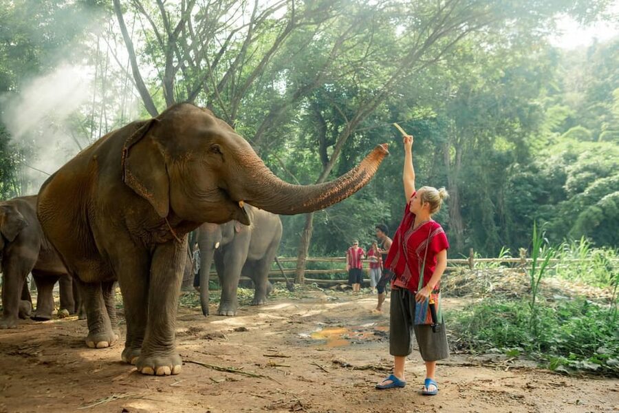 From Chiang Mai: Kerchor Eco Elephant Park Tour - Guides, veterinarians, and why the explanations matter