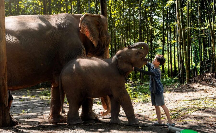 From Chiang Mai: Kerchor Eco Elephant Park Tour - Price and value: is $48 fair for a full experience day?
