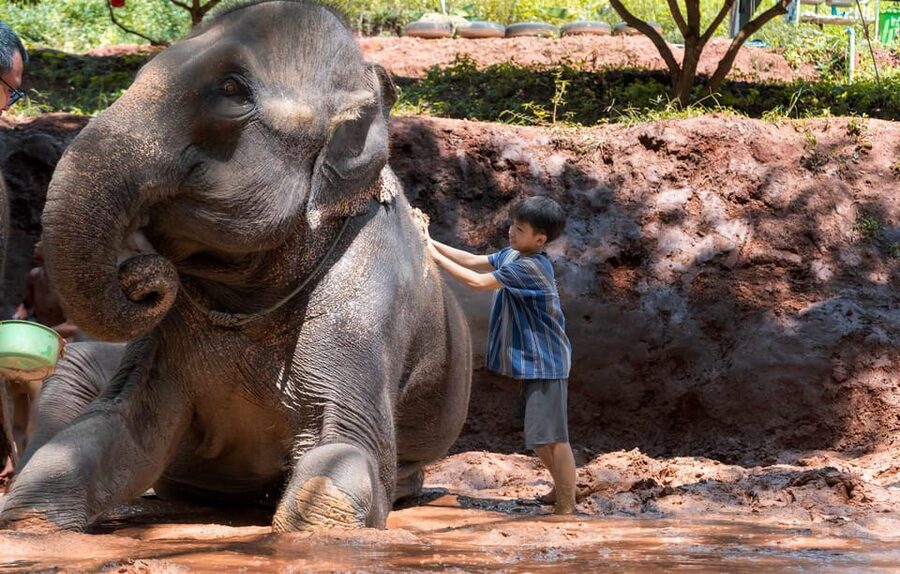 From Chiang Mai: Kerchor Eco Elephant Park Tour - What to bring (and what to avoid) so you enjoy the mud and water