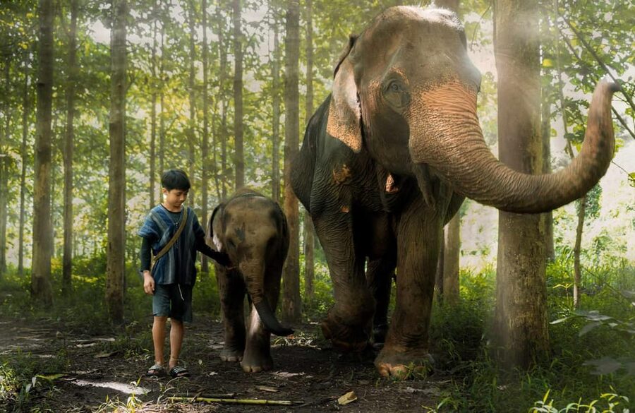 From Chiang Mai: Kerchor Eco Elephant Park Tour - The park briefing, tribal shirts, and what eco-friendly care really means