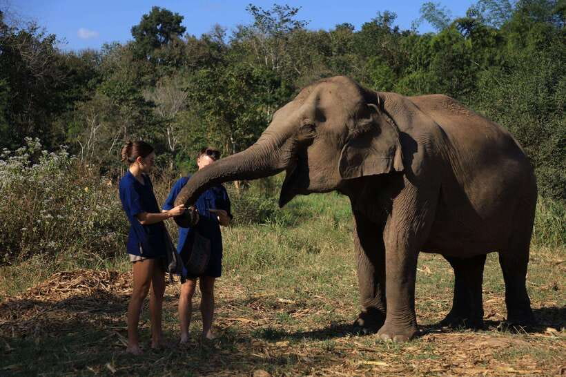 From Chiang Mai: Living Green Elephant Sanctuary Tour - A Calm, Practical Way to See Elephants Near Chiang Mai