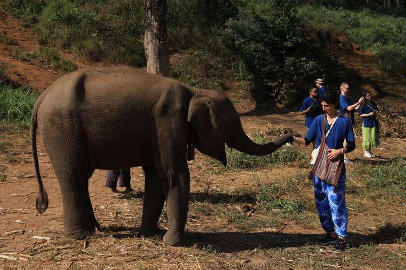 From Chiang Mai: Living Green Elephant Sanctuary Tour - The Ethical Elephant Experience: Feeding, Walking, and Natural Bathing