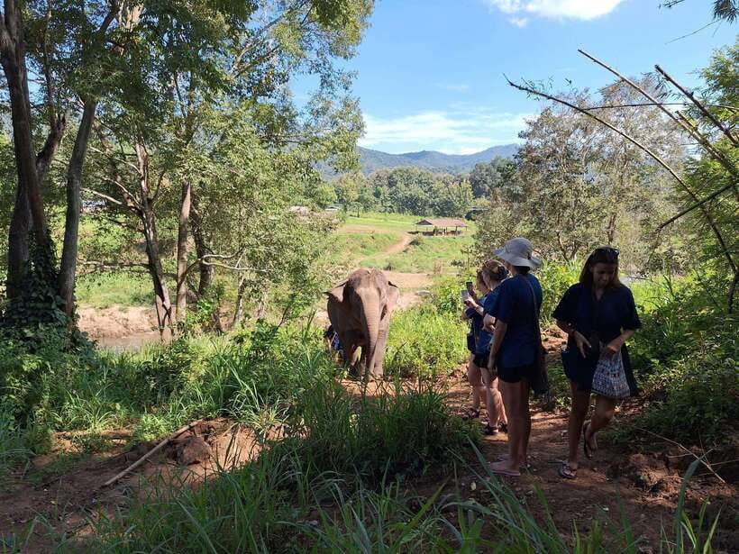 From Chiang Mai: Living Green Elephant Sanctuary Tour - Half-Day vs Full-Day: What Changes and How to Choose