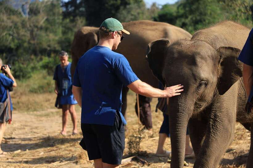 From Chiang Mai: Living Green Elephant Sanctuary Tour - Safety and Comfort: How to Reduce Hassles