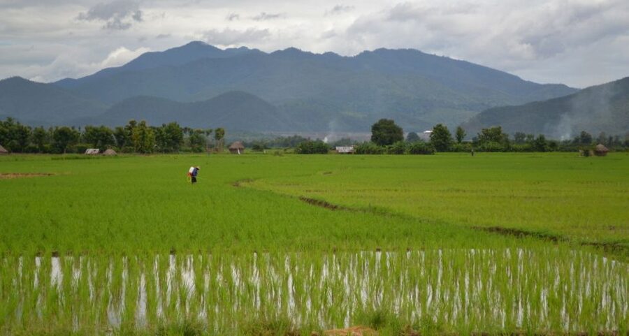 From Chiang Mai: Mae Taeng Valley and Waterfalls Cycle Tour - The ride itself: rice fields, plantations, and rural rhythm