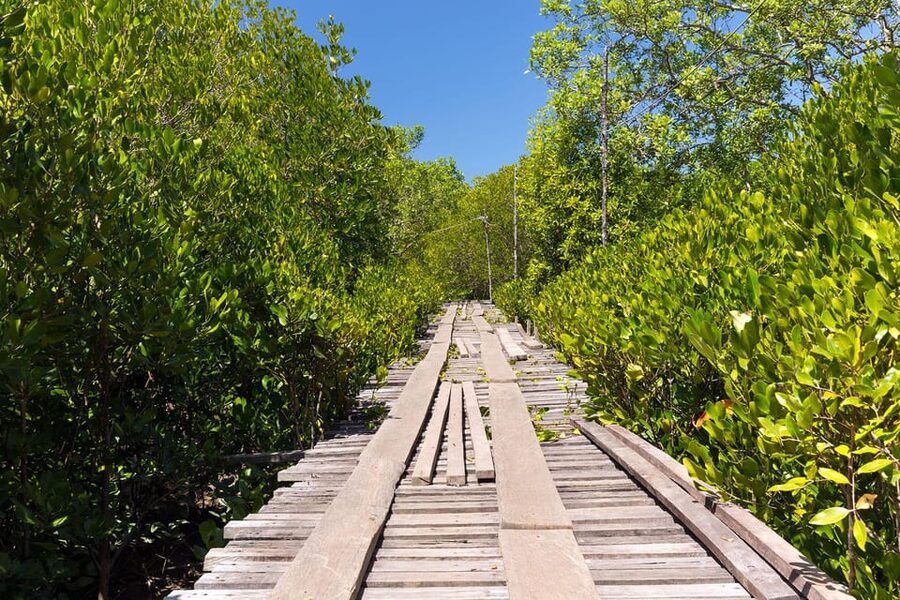 From Ko Lanta: Mangrove Eco-Excursion by Longtail Boat - Tung Yee Peng walking stops and the mangrove viewing rhythm