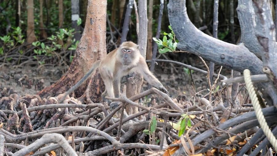 From Ko Lanta: Mangrove Eco-Excursion by Longtail Boat - Lunch in the mangroves: simple, included, and actually timed well