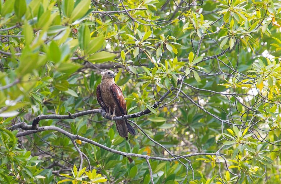 From Ko Lanta: Mangrove Eco-Excursion by Longtail Boat - Eco rules, swimming limits, and safety basics you should take seriously