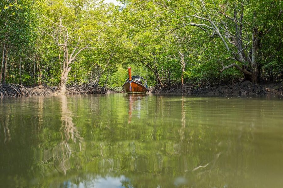 From Ko Lanta: Mangrove Eco-Excursion by Longtail Boat - Price and value around $28 per person