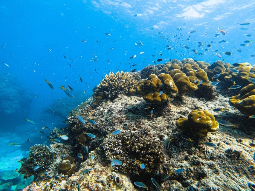 From Krabi: Phi Phi Islands Speedboat Day Tour - Loh Samah Bay, Then Pileh Lagoon: Where the Snorkel Time Counts