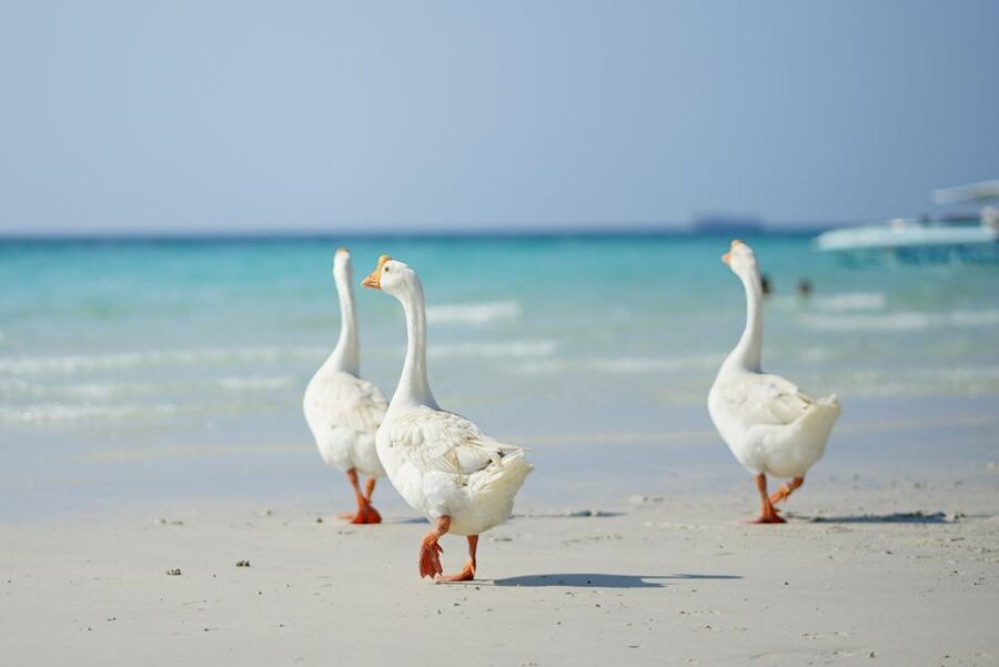 From Pattaya/Bangkok: Island Day Trip with Beach Activities - Getting From Bangkok or Pattaya to the Pier Without Stress