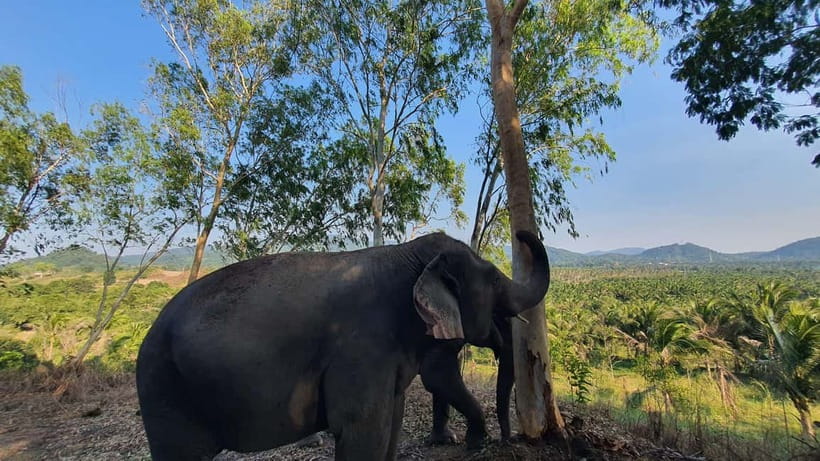 From Pattaya: Living Green Elephant Sanctuary Day Trip - Living Green’s elephant rules, and why they matter