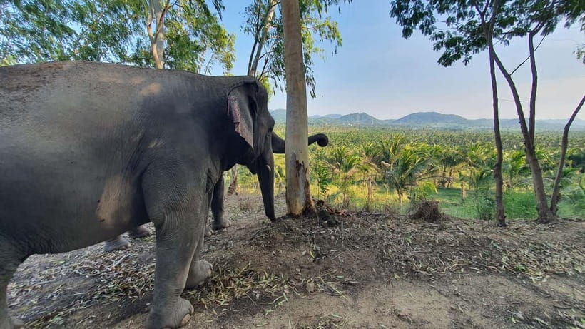 From Pattaya: Living Green Elephant Sanctuary Day Trip - The bathing part: join in only if the elephants want it