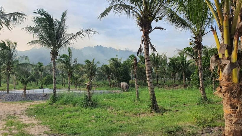 From Pattaya: Living Green Elephant Sanctuary Day Trip - Who this fits, and who should skip it