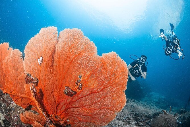 From Phi Phi Don | Half Day Discover Scuba Diving 2 Dives - Key things I’d plan around