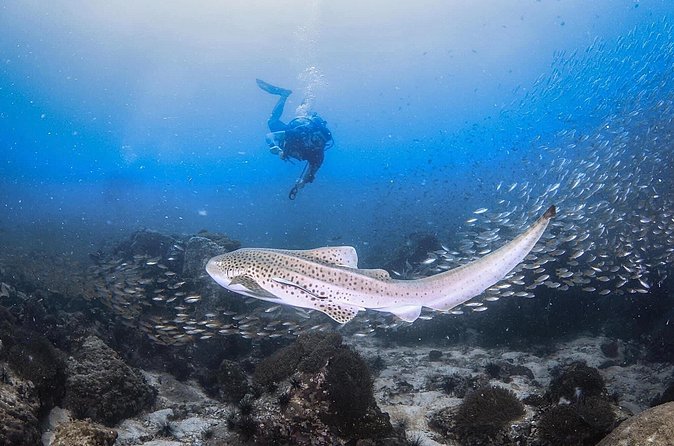 From Phi Phi Don | Half Day Discover Scuba Diving 2 Dives - Ko Bida Nok: a classic wildlife-focused stop