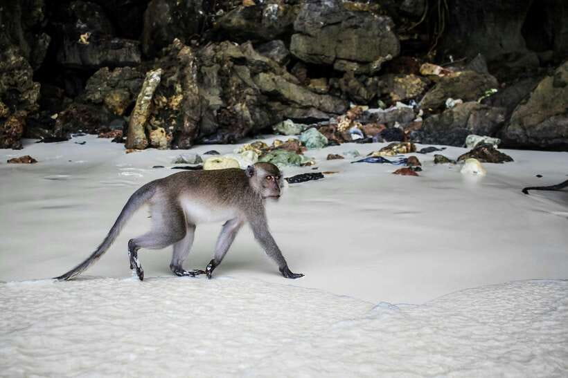 From Phi Phi: Full Day 7 Island Tour by Longtail with Sunset - Monkey Beach: the fun factor, and what to watch for