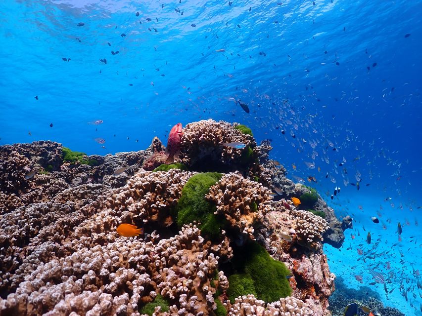 From Phi Phi: Full Day Snorkeling Trip by Longtail Boat - Monkey Beach and the first snorkeling: quick land, big personality