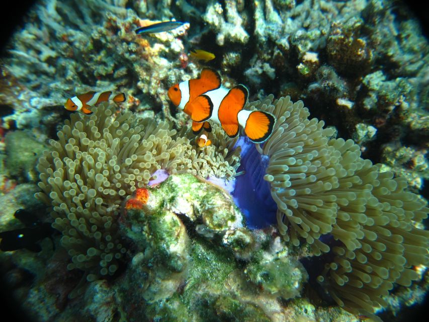 From Phi Phi: Full Day Snorkeling Trip by Longtail Boat - Viking Cave: swifts nests and a pause from the water