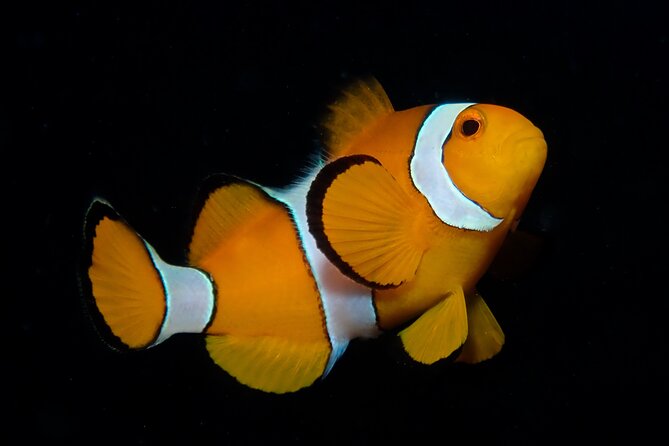 From Phi Phi: Half Day Discover Scuba (2 Dives) - What happens on the water: equipment, safety, and the PADI process