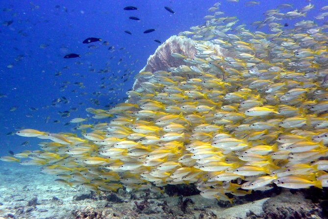 From Phi Phi: Half Day Discover Scuba (2 Dives) - Eco-focused coaching: what it means in real behavior underwater