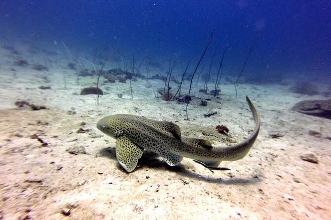 From Phi Phi: Half Day Trip for Certified Divers (2 Dives) - Small-group structure on the water: why 2-to-1 attention matters