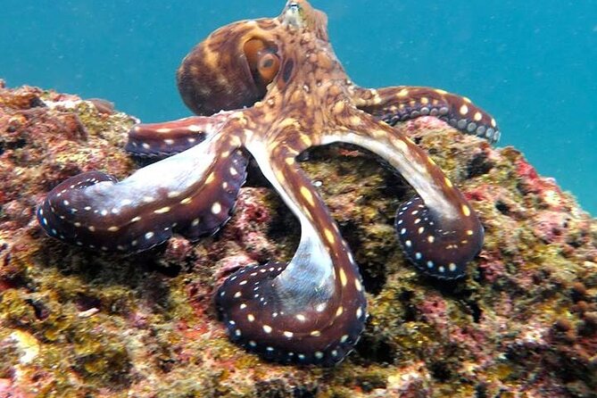 From Phi Phi: Half Day Trip for Certified Divers (2 Dives) - Getting to the reefs fast: longtail boat and sheltered conditions