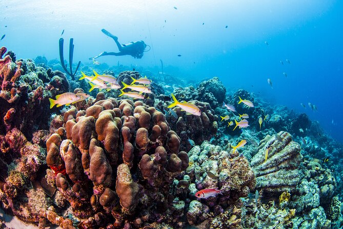 From Phi Phi: Half Day Trip for Certified Divers (2 Dives) - Maya Bay, Phi Phi Leh, and Viking Cave: how these stops fit the day