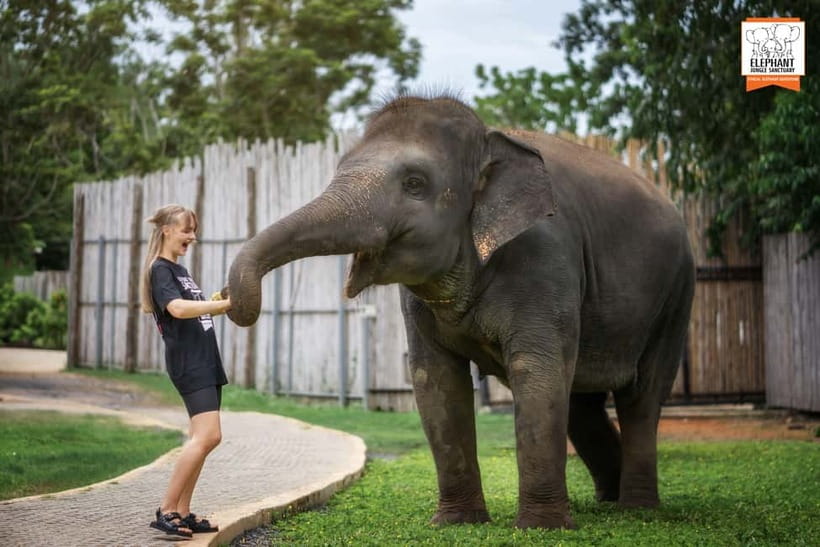 From Phuket: Elephant Jungle Sanctuary Feed and Shower Trip - Key moments that make this trip worth your time