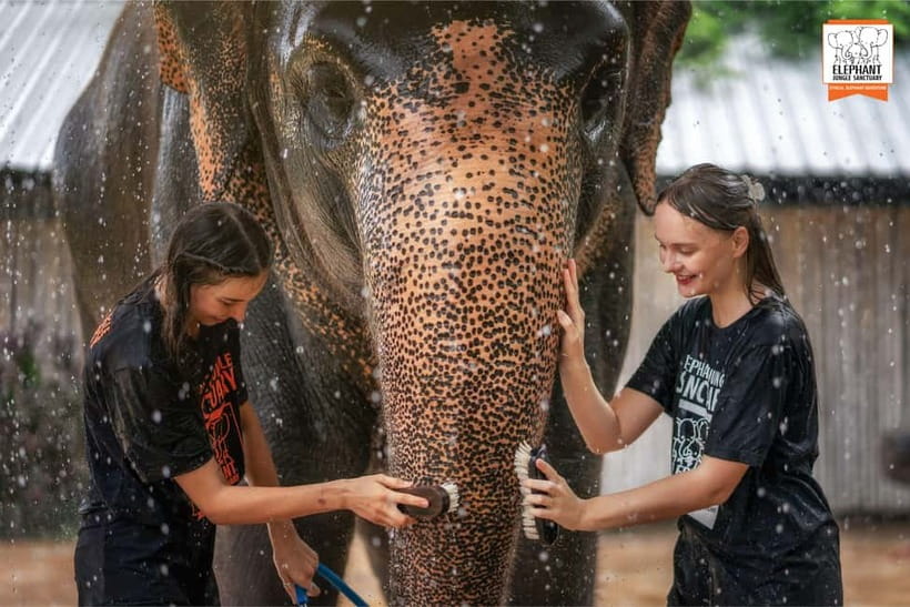 From Phuket: Elephant Jungle Sanctuary Feed and Shower Trip - First Stop at Phuket Elephant Jungle Sanctuary: check-in and get oriented
