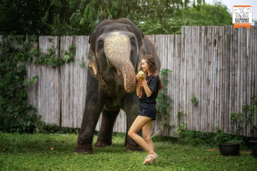 From Phuket: Elephant Jungle Sanctuary Feed and Shower Trip - The guide-led education: elephant anatomy, behavior, and why it matters