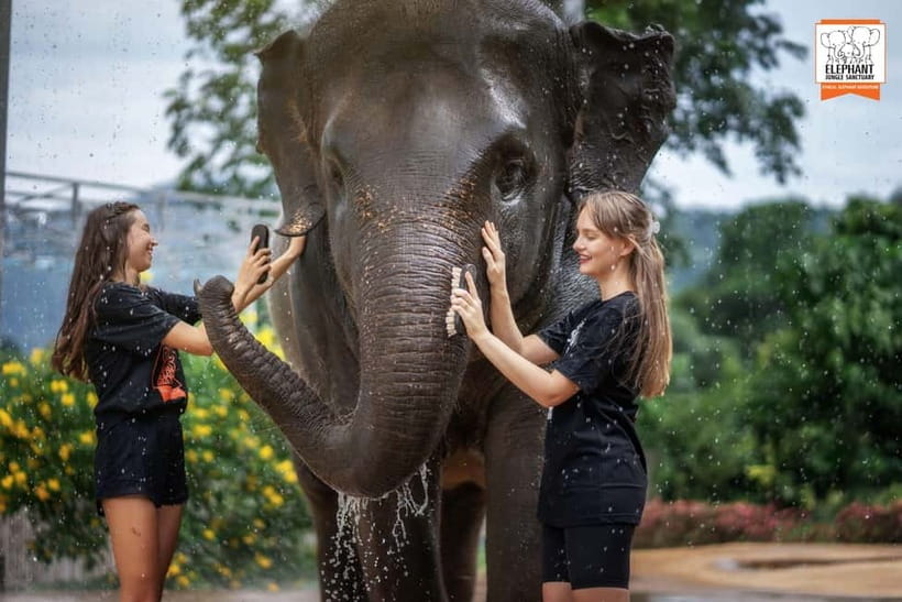 From Phuket: Elephant Jungle Sanctuary Feed and Shower Trip - The outdoor elephant shower: rain simulation, real care, and photo chances