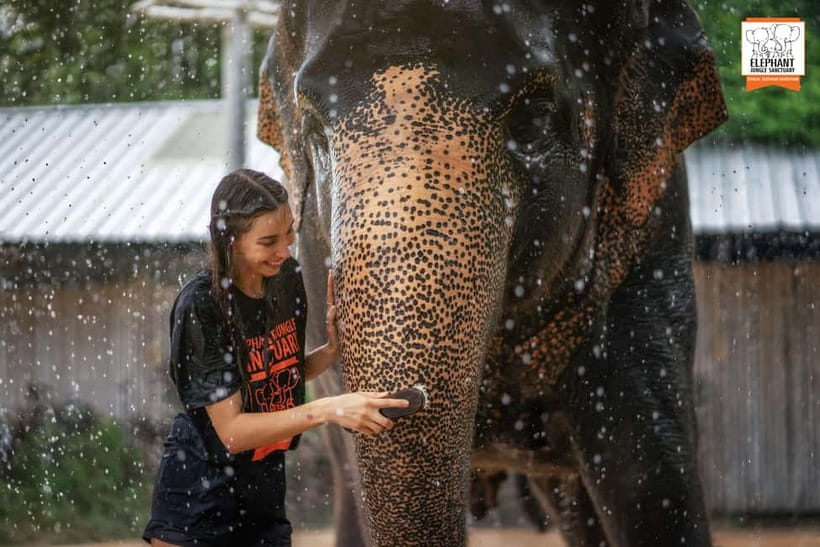 From Phuket: Elephant Jungle Sanctuary Feed and Shower Trip - Price and value: what $61 really buys you