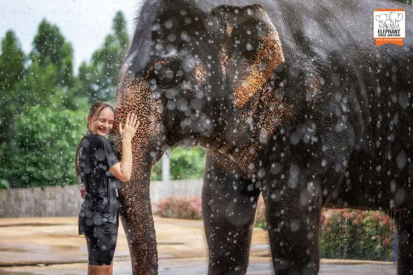 From Phuket: Elephant Jungle Sanctuary Feed and Shower Trip - The feeding session: fresh seasonal produce and respectful contact